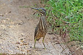 Green-backed heron (Butorides striata atricapilla) juvenile