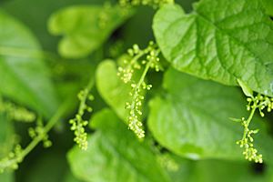 Hablitzia tamnoides flower buds