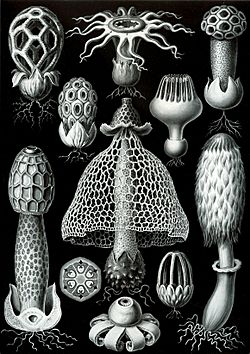 Haeckel Basimycetes.jpg