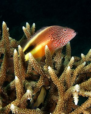 Hawkfish