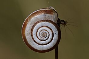 Heath snail (Helicella itala) banded form, apical
