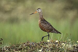 Hudsonian Godwit - Churchill - Canada 01 (15657156459)