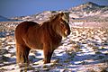 IcelandicHorseInWinter