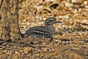Indian Stone Curlew