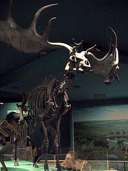 Irish Elk