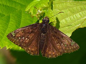 Juvenal's Duskywing, dorsal.jpg