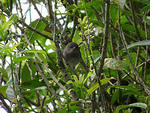 Juvenile Grey Warbler