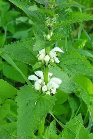 Lamium album (1).JPG