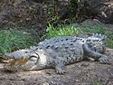 Large american crocodile.jpg