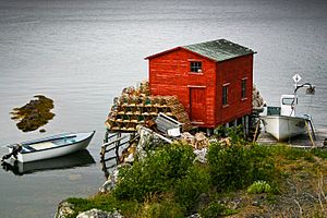 Lobsters from Salvage, Newfoundland