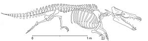 Maiacetus inuus-lateral