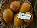 Mango Turpentine Asit fs8.jpg