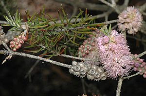 Melaleuca subfalcata.jpg