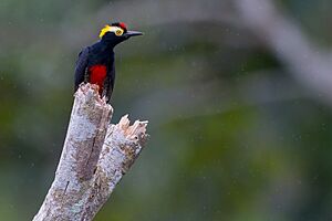 Melanerpes cruentatus Yellow-tufted Woodpecker.jpg