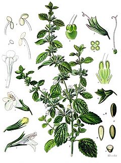 Melissa officinalis - Köhler–s Medizinal-Pflanzen-094.jpg