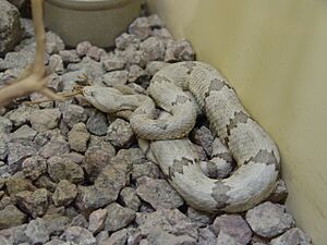 Mottled Rock Rattlesnake