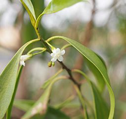 Myoporum montanum flower