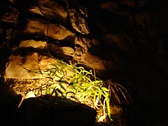 NaturalBridgeCaverns4