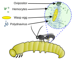 Pdv-host