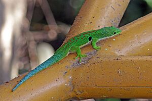 Peacock day gecko (Phelsuma quadriocellata quadriocellata) Ranomafana.jpg