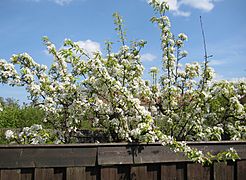 Pear blossom