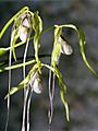 Phragmipedium caudatum Orchi 02