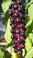 Phytolacca americana cluster - single