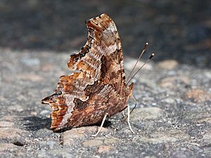 Polygonia comma Kaldari 01.jpg