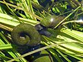 Posthornschnecke (Planorbarius corneus) 2011-05-12