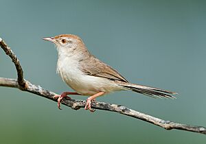 Prinia buchanani -Rajasthan, India-8.jpg