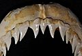 Prionace glauca upper teeth