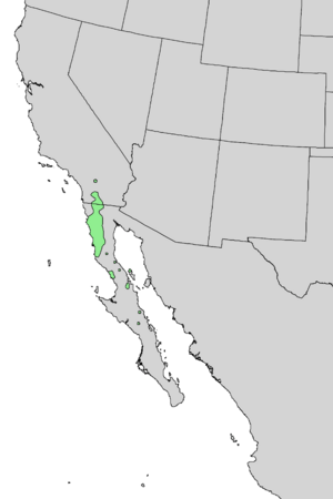 Prunus fremontii range map 3.png