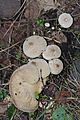 Puffballs Gunnersbury Triangle