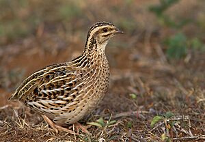 Rain Quail (female).jpg