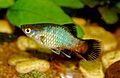 Rainbow wag platy.jpg