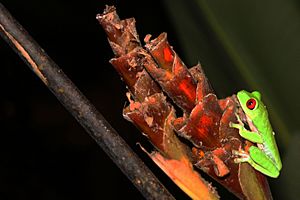 Red-eyed tree frog Costa Rica