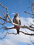 Red-footed Booby (Sula sula) -perching in tree.jpg
