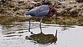 Reddish Egret 3865