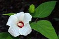 Rose Mallow (Hibiscus sp.) photographed in Hardin County, Texas, USA (6 November 2019)