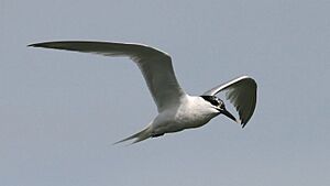 Sandwich Tern (Sterna sandvicensis) (6)