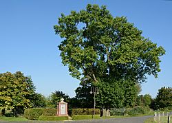 Schleswig-Holstein, Büttel, Ehrenmal NIK 9627