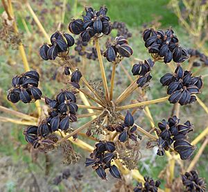 Smyrnium olusatrum seeds