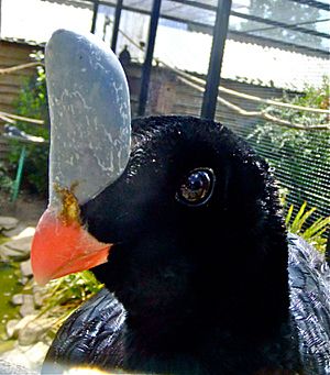 Southern Helmeted Curassow.jpg