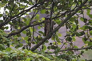 Spot-bellied Eagle Owl Sigiriya