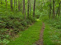 Standing-stone-state-forest-tn1