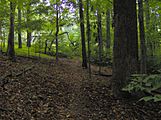 Tall-timbers-trail-norris-tn1