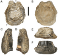 Torvosaurus gurneyi vertebra