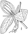 Trillium viride BB-1913.png