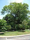 Ulmus serotina 20100627.jpg