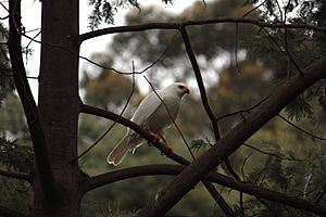 White Goshawk